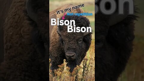 5 Bison Awesome Facts worth a talk #bison #americanbison #wildlifefacts