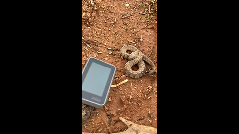 I dropped my GoPro next to the snake !!!