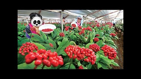 Incredible Korea Agricultural Farm: Growing and Harvesting Asia Ginseng