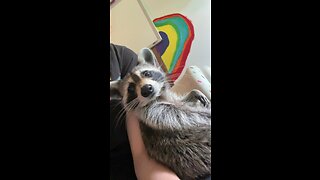 Cute raccoon