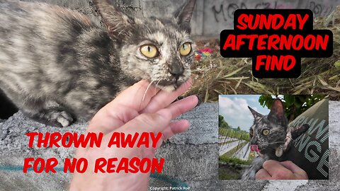 Young female torty thrown away - another pet betrayed.....and some other updates!