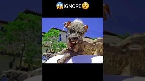 Funny & Cute Dog Compilation TikTok #shorts 😻1080p 1