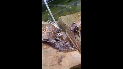 Indiana fighting turtles.