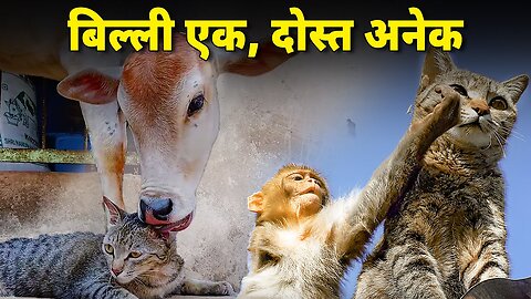 A cat friends with monkey, cow, sheep and dog | Funny Animals