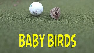 Finding Baby Birds