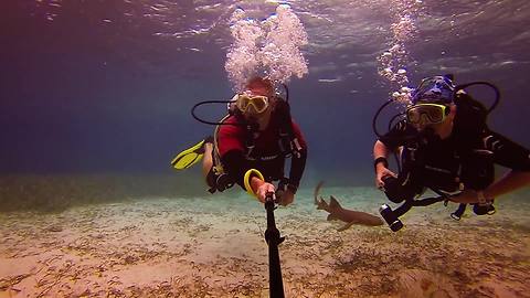 Ocean life compilation captures the stunning beauty of life at sea