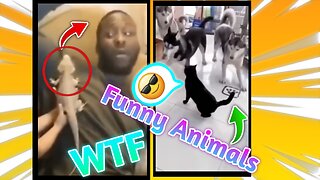 Incredible and funny events in animals🤣😎😱