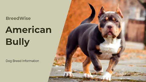 Unveiling the Truth Behind American Bullies - Fierce or Friendly?
