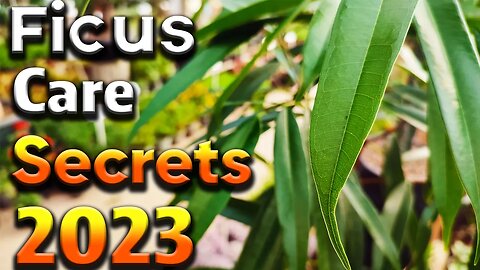 Unlocking the secrets | Insider tips for ficus plant care