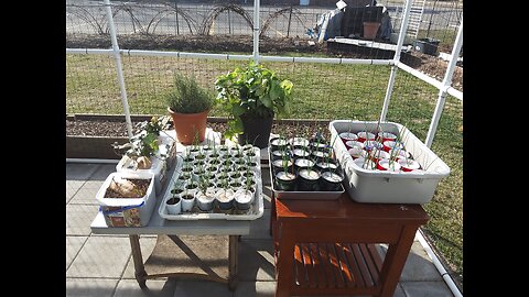 Sweet Potato And Onion Plants Update 2/12/24