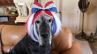 Funny Great Danes Get Ready For 4th Of July Celebration
