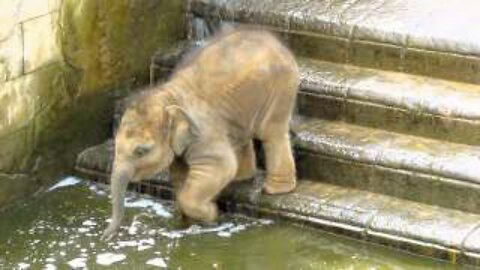 Baby elephant goes for a swimming at Zoo