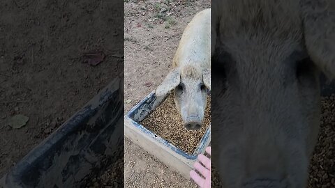 Mangalitsa sow letting me pet her. #homesteading #Mangalitsa #sow