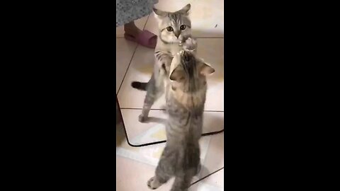 CAT & PUPPY DANCE (2),66.6M Viral Cats & Kittens viral videos