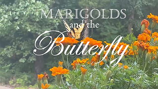 Marigolds and the Butterfly