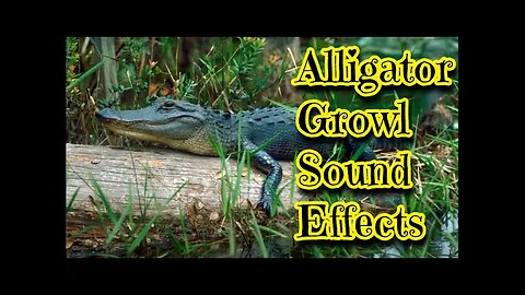 Alligator Angry Growl Sfx