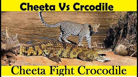 Cheeta Vs Crocodile. Cheeta Attack Crocodile. (Tutorial Video )