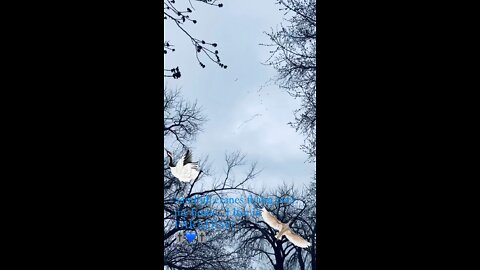 Sandhill Crane Flyover