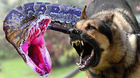 REAL FIGHT SNAKE AND DOG 🌟 Most Amazing Wild Animal Attacks