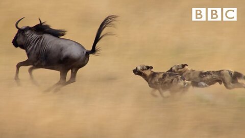 The power of the pack! Wild dogs' AMAZING relay hunting strategy | Life Story - BBC BBC