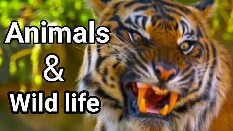 Animals & Wild life