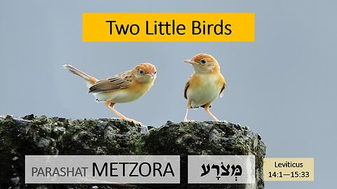 Parashat Metzora: Leviticus 14:1—15:33 – Two Little Birds