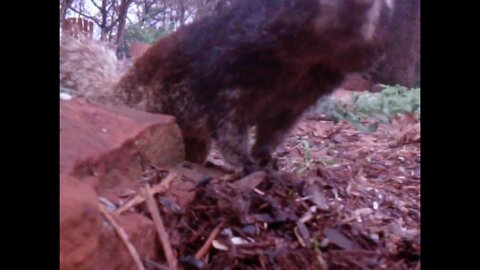 Wildlife Cam: Black Ground Squirrel