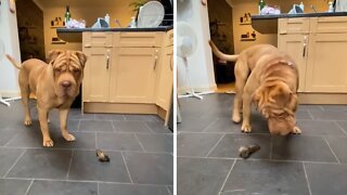Thankful doggy does 'happy dance' before enjoying his treat