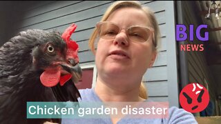 Not so happy with my chickens