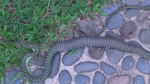 Golden Tree Snake Eating Monitor Lizard After Falling out of Tree Next to Me at Dinacon