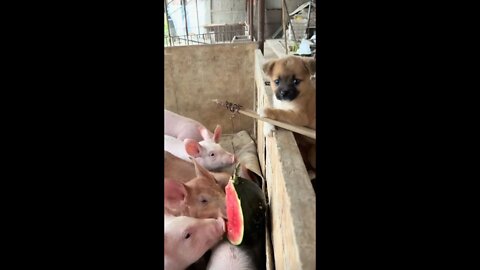 ...Dogs help their masters feed pigs