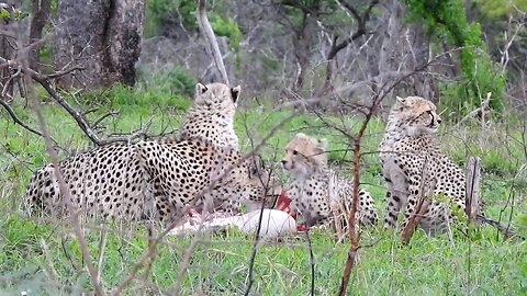 Cheetah family feeding