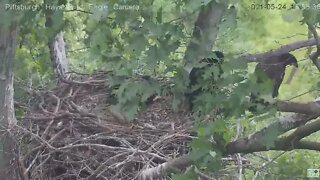 Hays Eagles H13 "I'll just scoot out here on the branch little by little" 2021 05 24 16:53