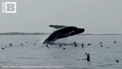 THAR SHE BLOWS! Massachusetts Whale Patrol Gets Perfect Greeting