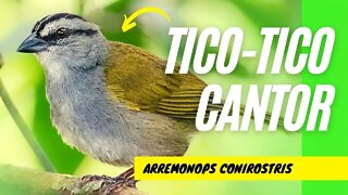 TICO-TICO CANTOR e Seu Canto - Canto Maravilhoso desta Espécie de Tico-Tico