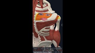 Supraspinatus