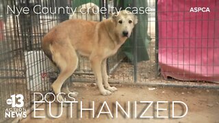 More than 170 dogs euthanized in Nye County cruelty case