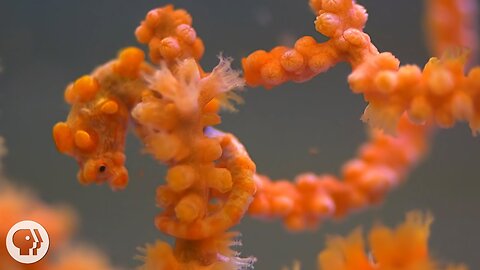 Pygmy Seahorses: Masters of Camouflage