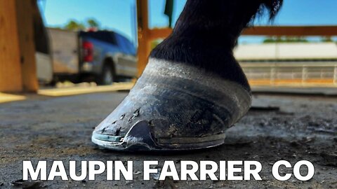 Extremely Clubbed Hoof Restoration | Maupin Farrier Co | Farrier ASMR | Oddly Satisfying