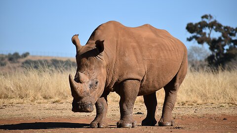 What Rhinoceros Think