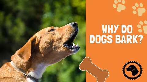 Hmmm. Why do DOGS Bark? | DOG BLOG 🐶 #BrooklynsCorner