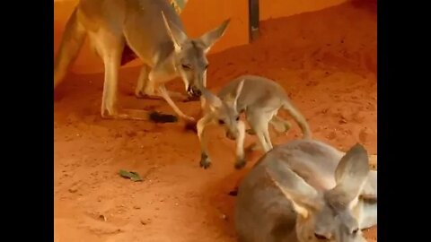 Typhoon the kangaroo joey socializing with the other roos is too cute! 🥰🥰🥰