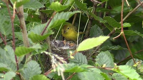 A mother bird is feeding her baby "Incredible video footage''