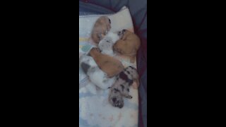 Pile of puppies