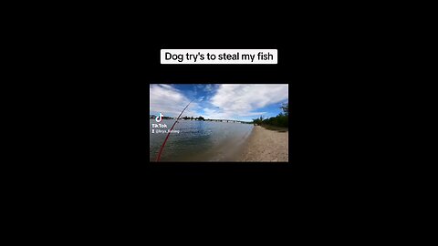 Dog try's to steal my fish