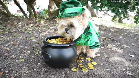 Munchkin the Teddy Bear celebrates St. Patrick's Day