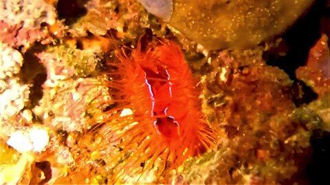 Incredible disco clam gives pulsating light show to deter predators