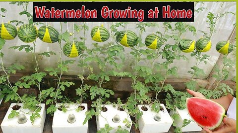 Watermelon growing at home.planting