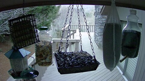 live stream bird feeder In AShville NC