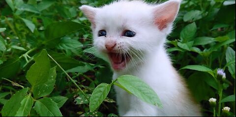 The sound of a baby cat calling it's mother